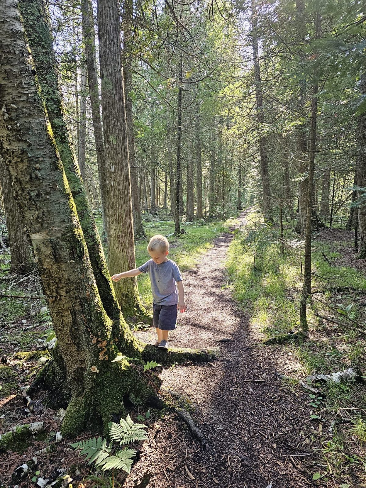 Hiking in Door County at the ridges sanctuary